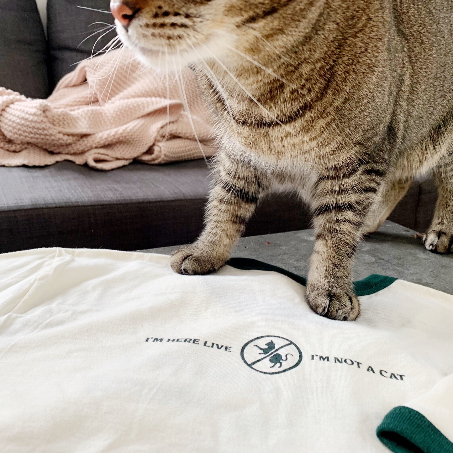 Zoom Cat "I'm Prepared to Go Forward" Shirt